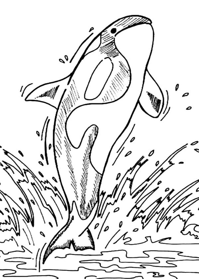 Killer Whale Coloring Pages