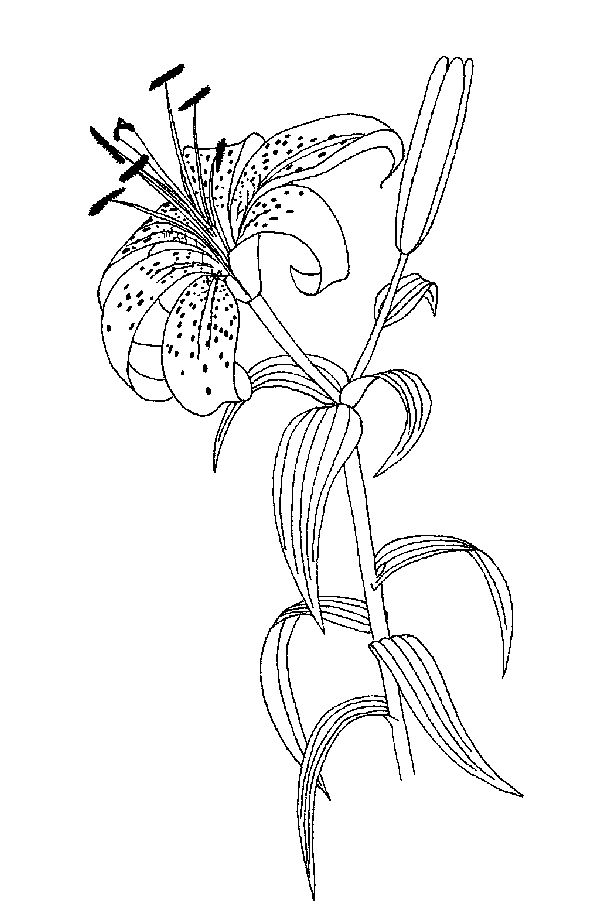 Lilium sp coloring sheet