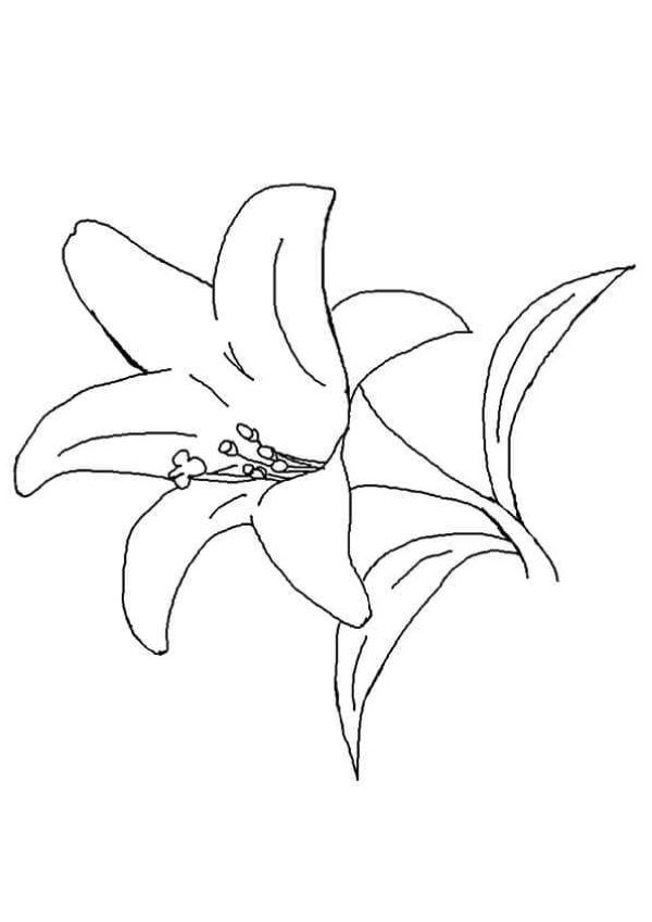 Lily Flowers Coloring Pages