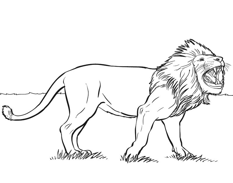 Lion Coloring Page