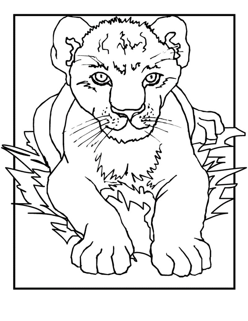 Lion Cub Coloring Pages