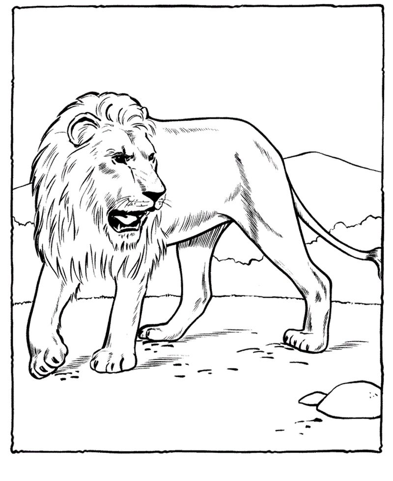 Lion Printable Coloring Pages