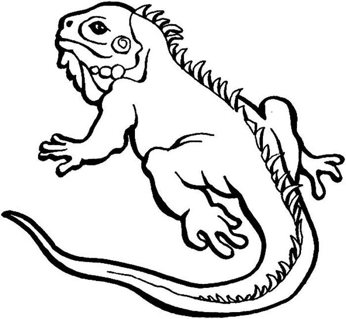 Lizard Coloring Pages Free