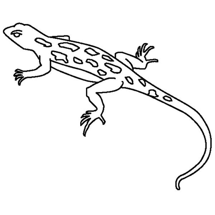 Lizard Coloring Pages Pinterest