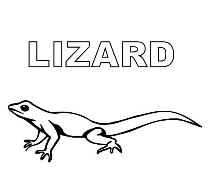 Lizard Coloring Pages Printable