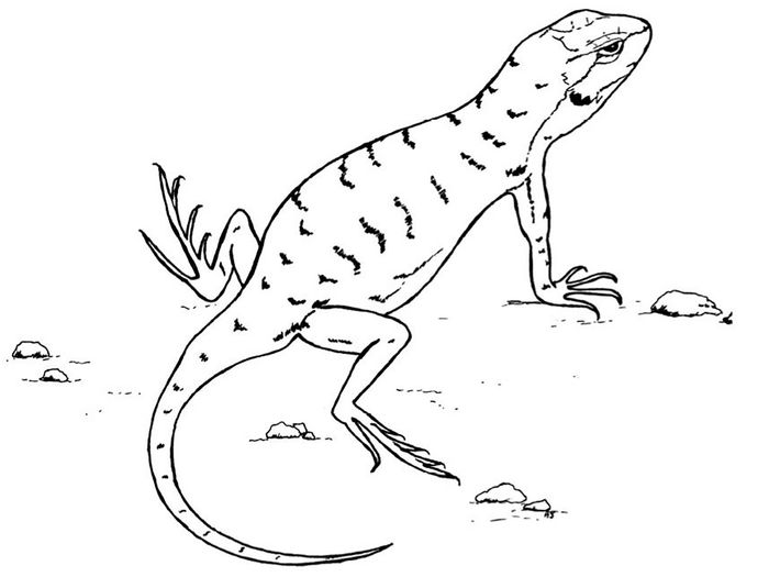 desert lizard coloring page