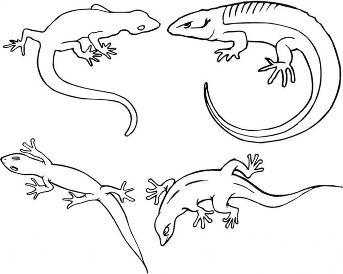 Lizard Family Coloring Pages