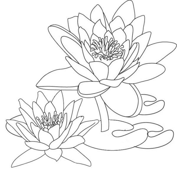 Lotus Colorful Clipart Drawing Page