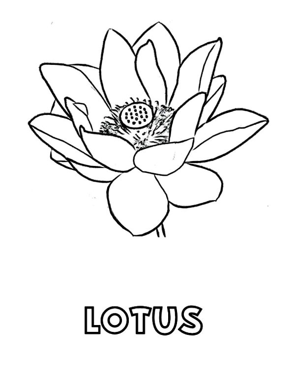 Lotus Coloring Pages Pictures
