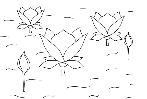Lotus Flower Coloring Pages Images