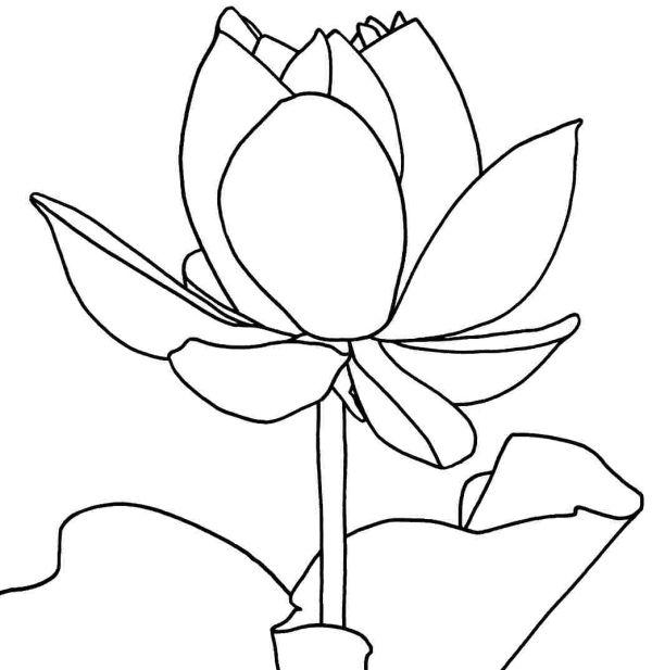 Lotus Flower Coloring Pages Printable