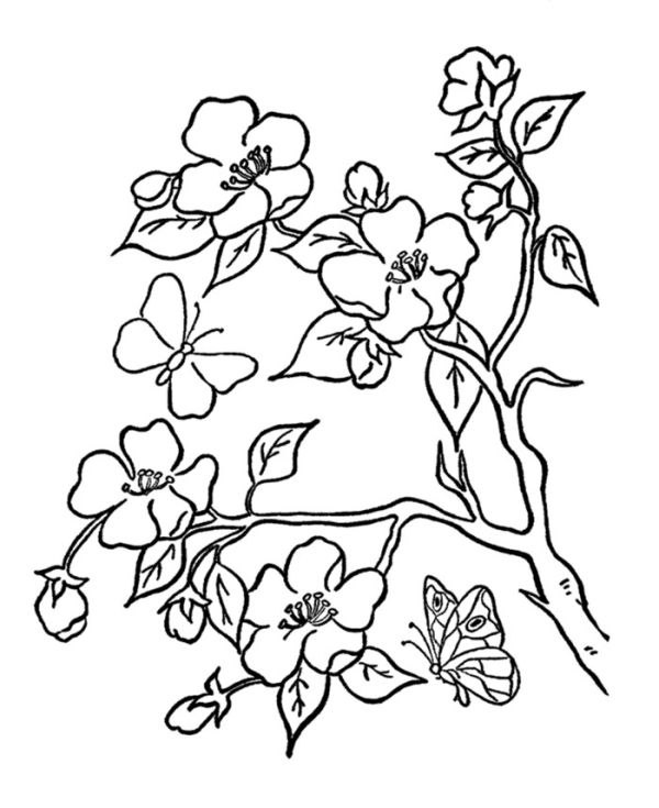 Lotus flower coloring pages