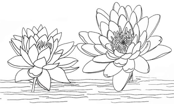 Lotus on the lake water coloring page