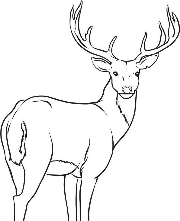 Male Deer Animal Coloring Pages