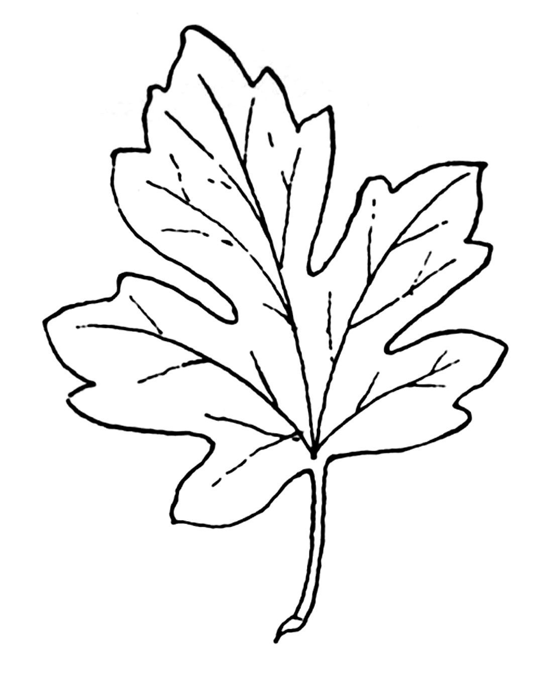 maple leaves coloring pages