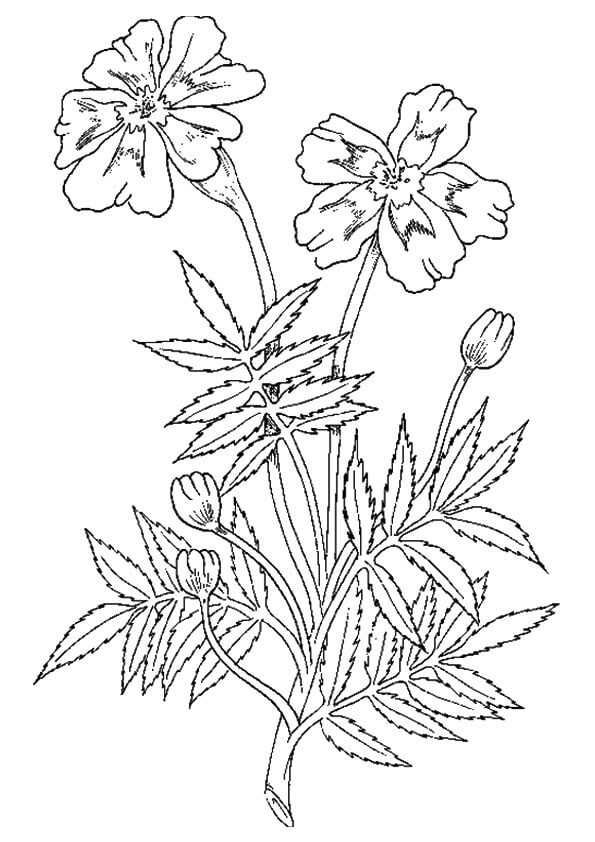 Marigold Flowers Coloring Pages