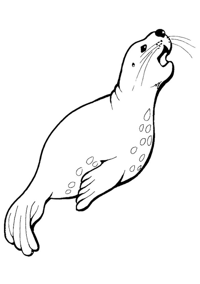 Nursing Harbor Seal Coloring Pages