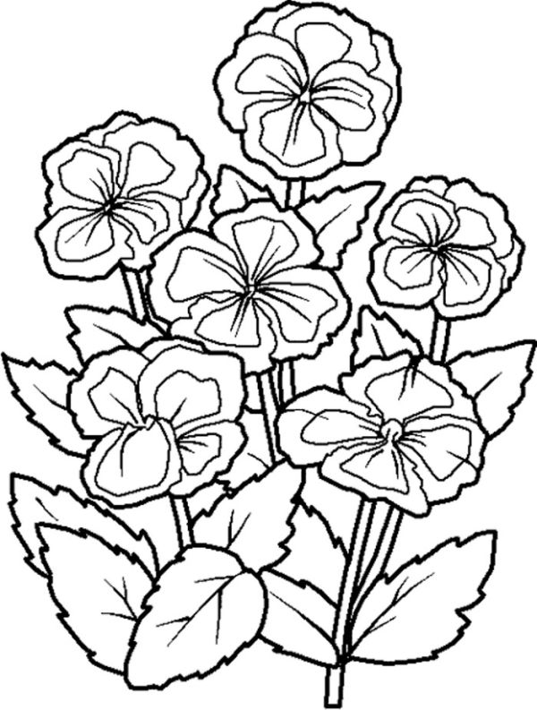Orchid flowers coloring pages