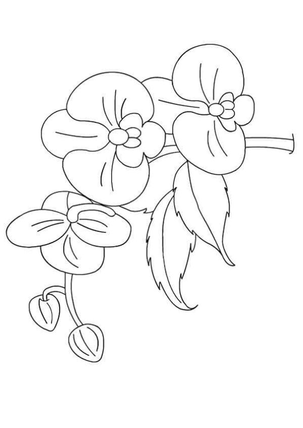 Orchids Flowers Coloring Pages