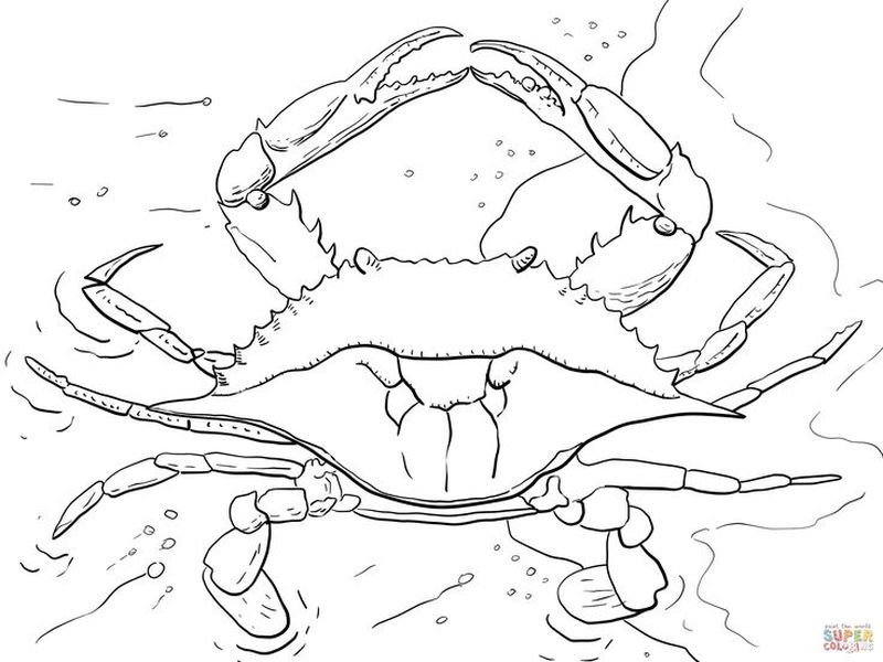 Pacific Ocean Coloring Pages