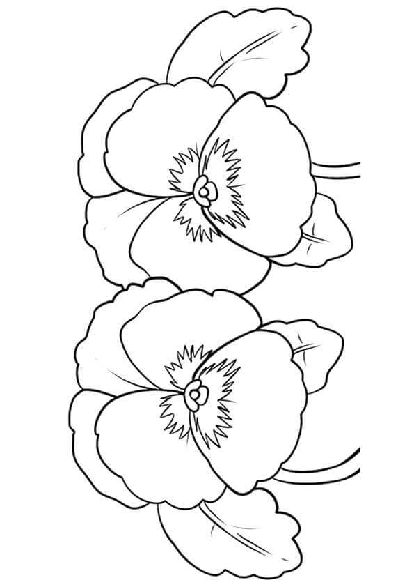 Pansy Flowers Coloring Pages