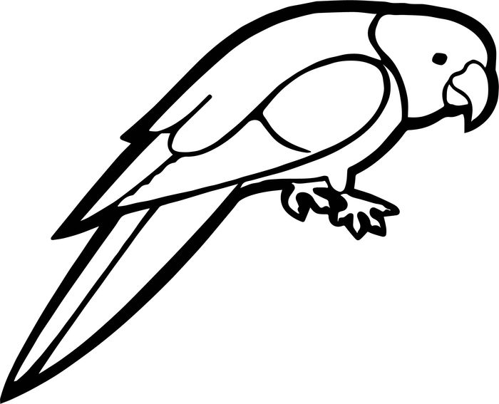 Parrot Coloring Pages Colored
