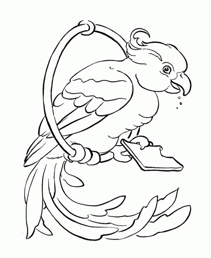 Parrot Coloring Pages For Adults