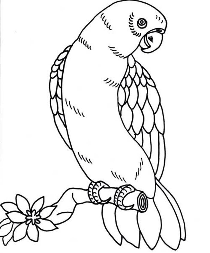 Parrot Coloring Pages