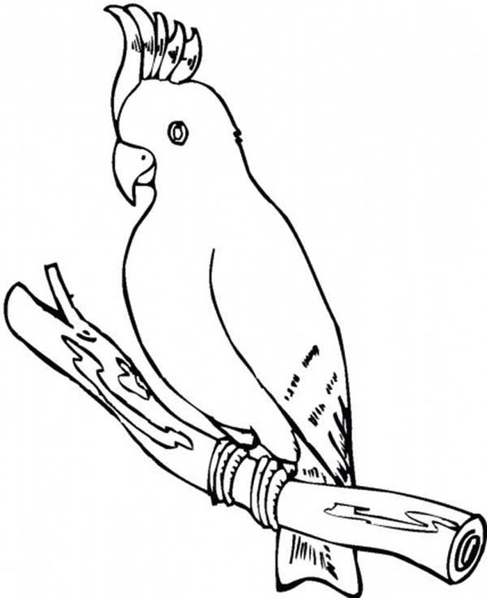 Parrot Printable Coloring Pages