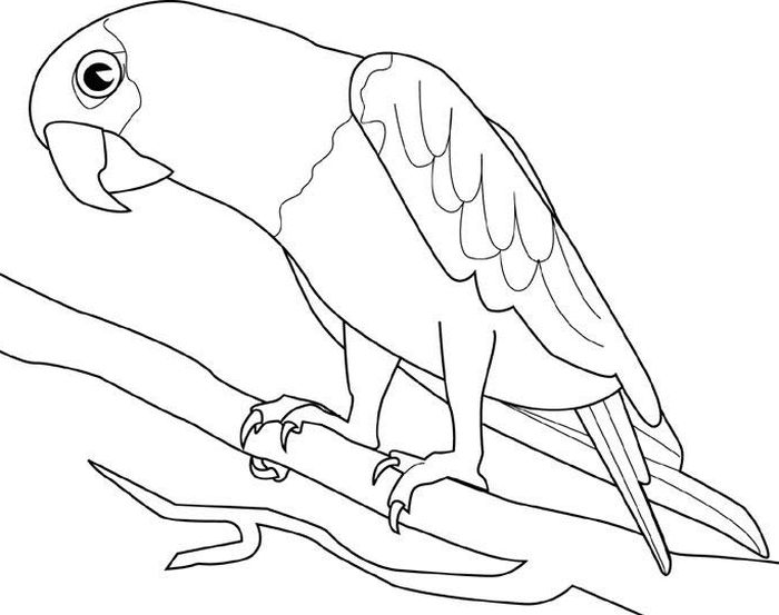 Parrot Printing Coloring Pages