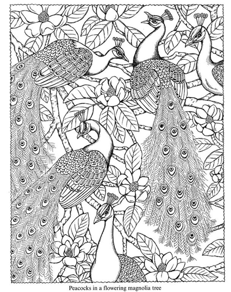 Peacock Coloring Pages For Adults