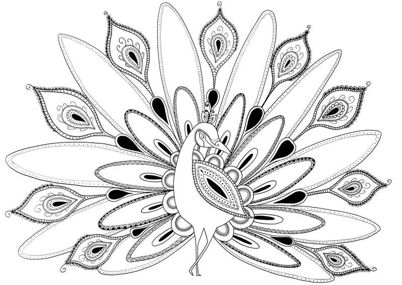 Peacock Coloring Pages Free