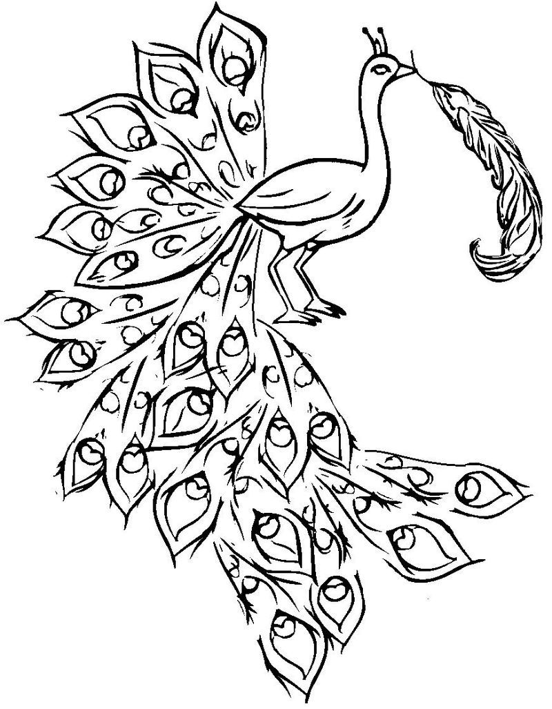 Peacock Coloring Pages Online