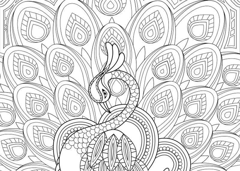 Peacock Coloring Pages Preschool