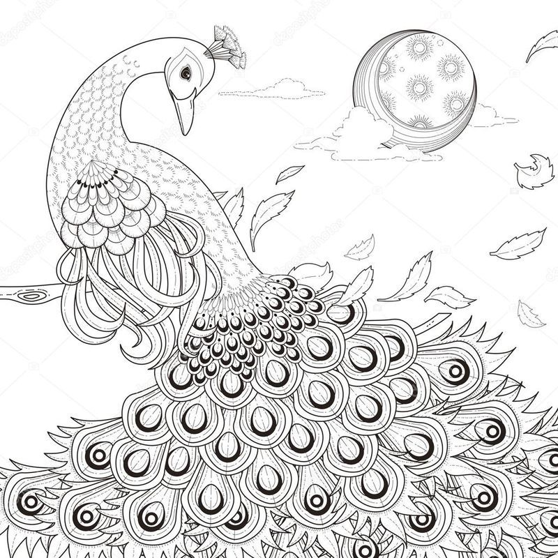 Peacock Coloring Pages To Print