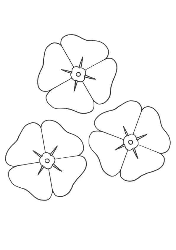 Poppy Flowers Coloring Pages