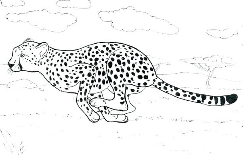 Printable Cheetah Coloring Pages