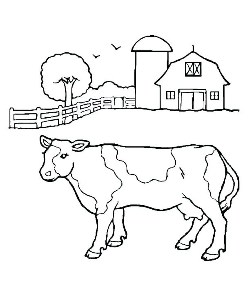Printable Coloring Pages Cow