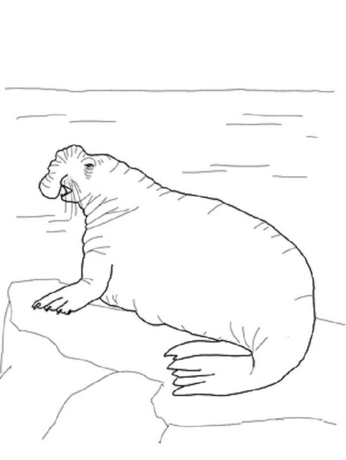 Printable Coloring Pages Of Seal
