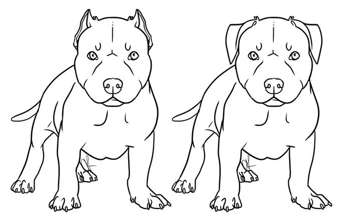 Printable Coloring Pages Pitbull