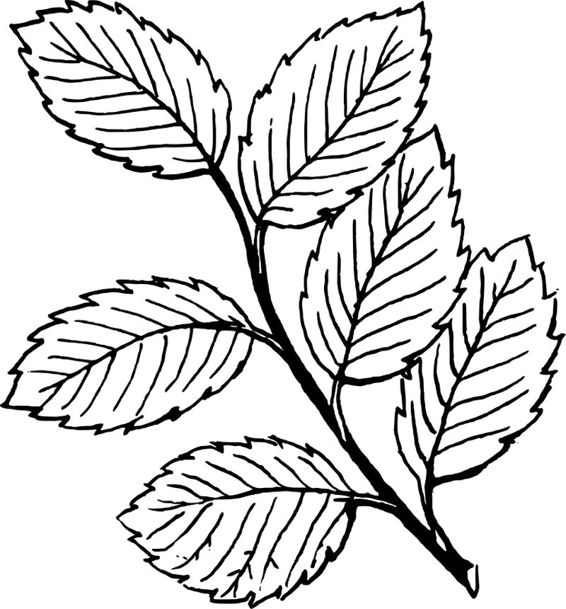 Printable Leaf Coloring Pages For Kids
