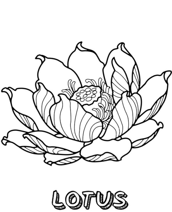 Printable Lotus Picture For Coloring