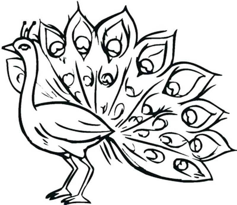 Printable Peacock Coloring Pages