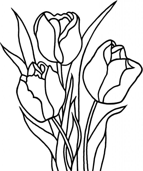 Printable Tulip Coloring Pages For Kids