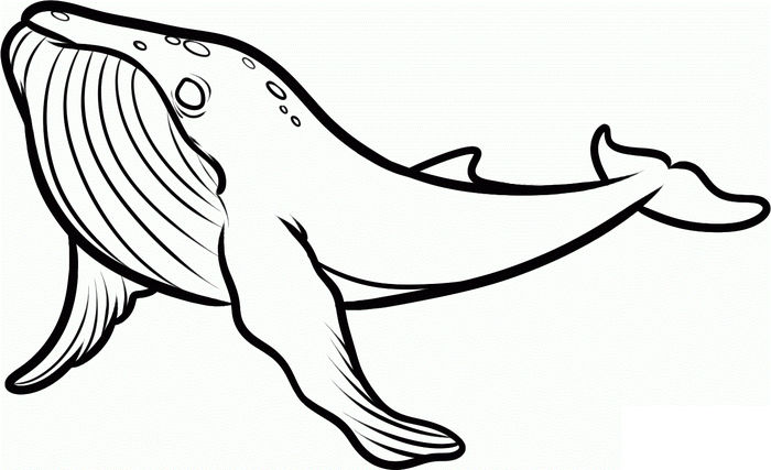 Printable Whale Coloring Pages