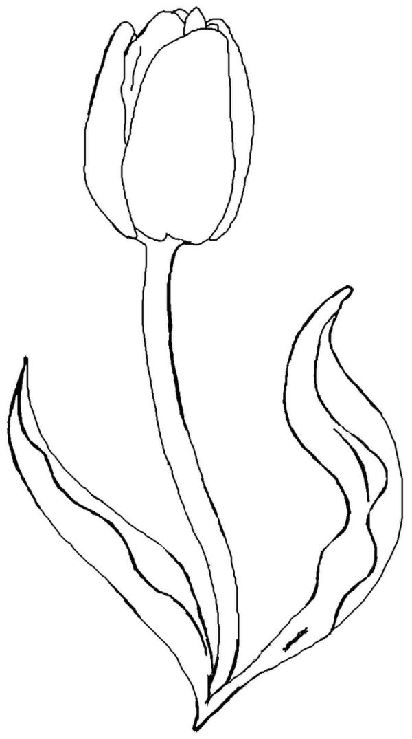 Printable tulip coloring pages for kids