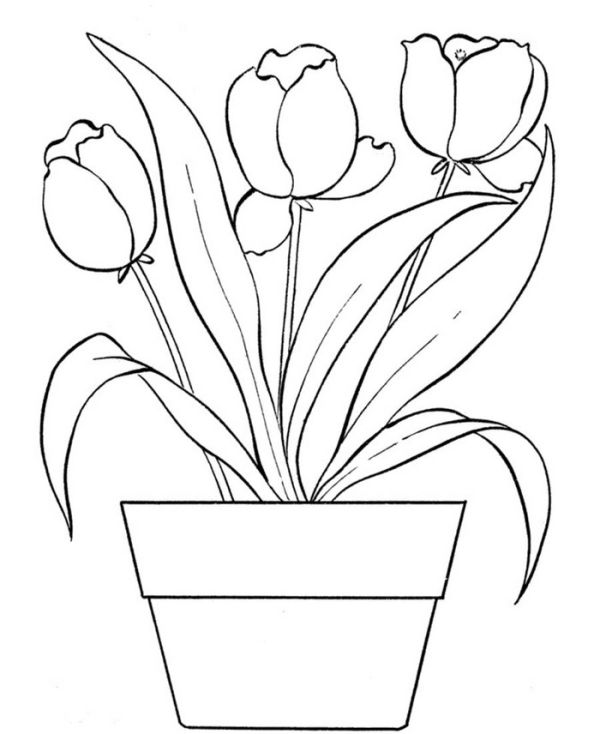 Printable tulip coloring pages for kids