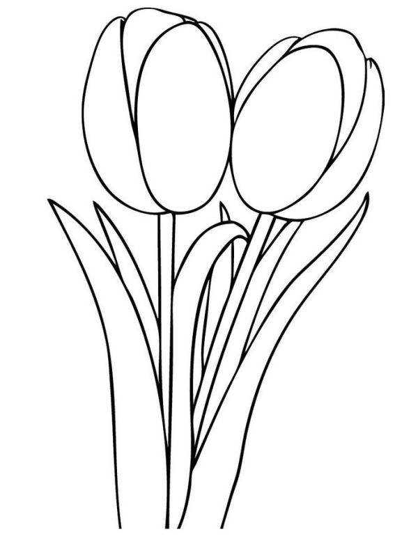 Printable tulip coloring pages free