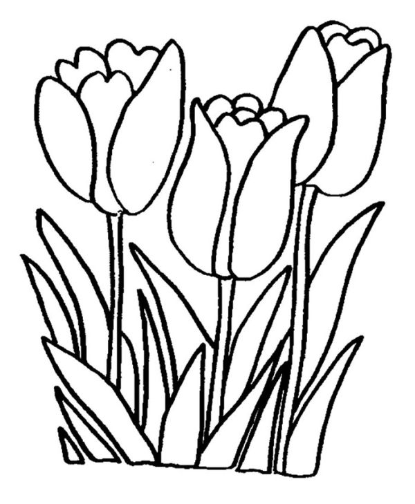 Printable tulip coloring pages