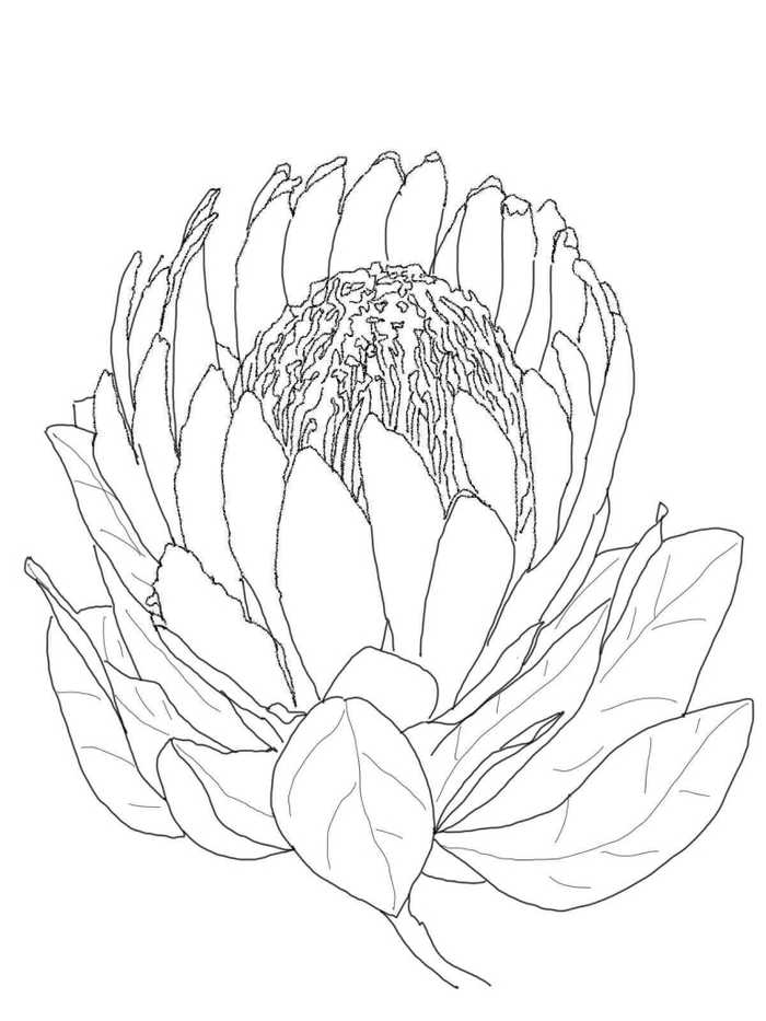 Protea Flower Coloring Pages